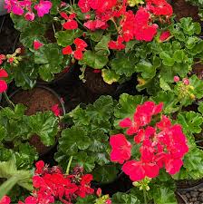 Geranium & JUNPR Fragrance Oil - AEFO0061