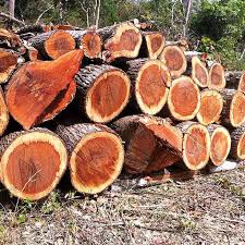 African Sandalwood Fragrance Oil- AEFO0007