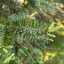 Balsom Cedar Fragrance Oil - AEFO0056