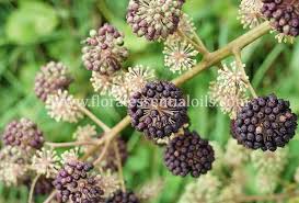 Dark Musk Fragrance Oil- AEFO0032