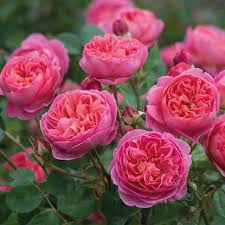 British Rose Fragrance Oil - AEFO0016