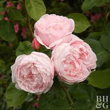 British Rose Fragrance Oil - AEFO0016