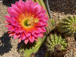 Cactus Blossom Fragrance - AEFO0045
