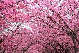 Cherry Blossom Fragrance Oil - AEFO0004