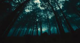 Dark Forest Fragrance Oil - AEFO0051