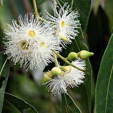 Eucalyptus  Oil - AEFO0038