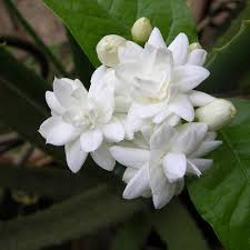 Jasmine Fragrance Oil - AEFO0006