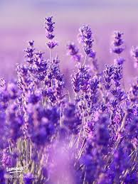Lavender Fragrance Oil- AEFO0005