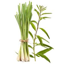 Lemon Grass Fragrance Oil - AEFO0029