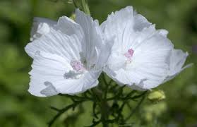 Light Musk Fragrance Oil- AEFO0030