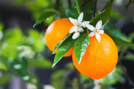 Orange Blossom Fragrance Oil - AEFO0028