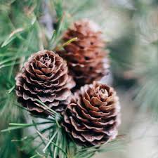 Pine / Pine nut Wood Fragrance Oil- AEFO0002