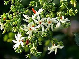 Raatrani Fragrance Oil - AEFO0015