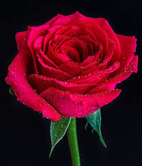 Rose Fragrance Oil- AEFO0017