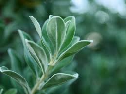 Sage Vanilla Fragrance Oil - AEFO0058