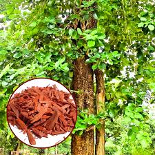 Sandalwood Fragrance Oil - AEFO0008