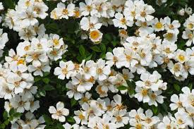 White Musk Fragrance Oil- AEFO0031