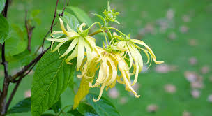 Ylang Ylang Fragrance Oil- AEFO0003