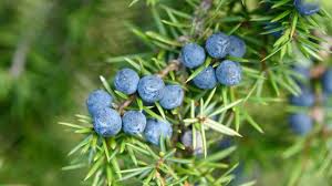 Balsom Juniper Fragrance Oil - AEFO0063