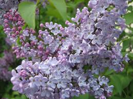 Lilac Fragrance Oil - AEFO0062